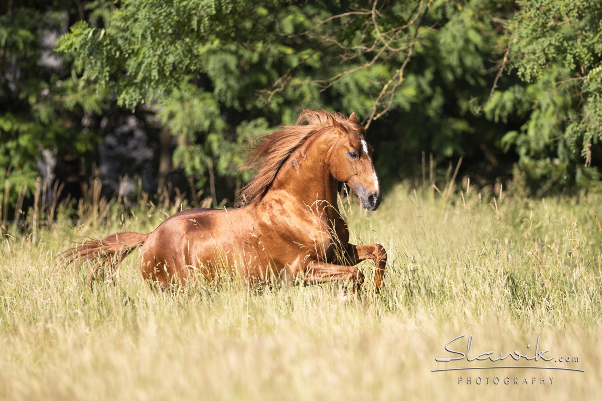 Lusitano Sabao